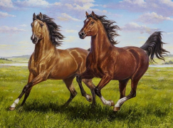 Картина по номерам на холсте и подрамнике 40х50 см