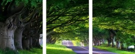Картины по номерам 40x50 - Триптихи - Арка из деревьев - Картины по номерам 40x50 - Триптихи - Арка из деревьев